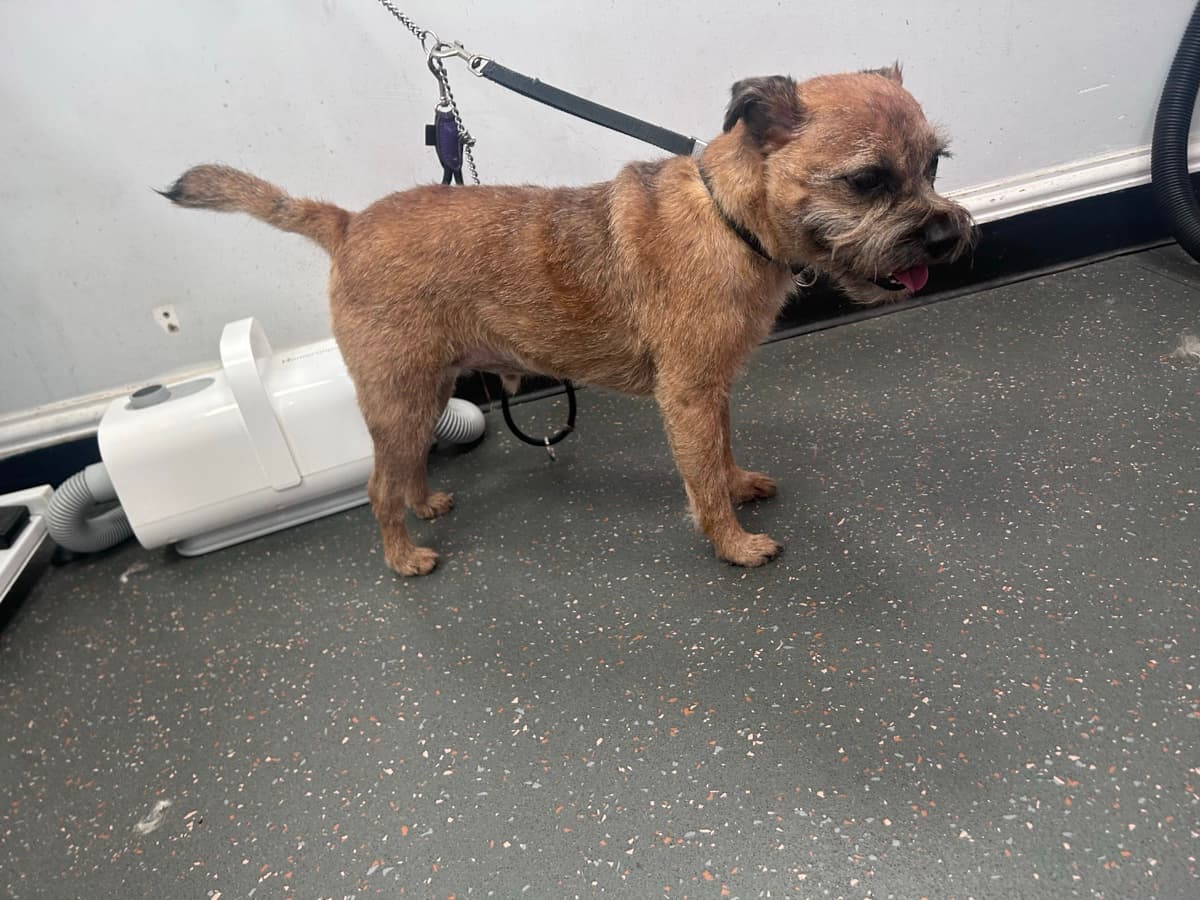 Border Terrier after grooming