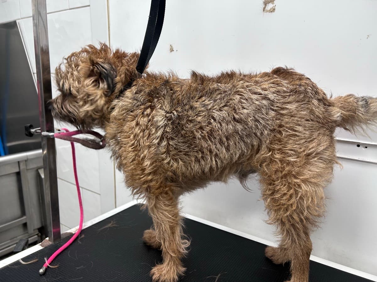 Border Terrier before grooming