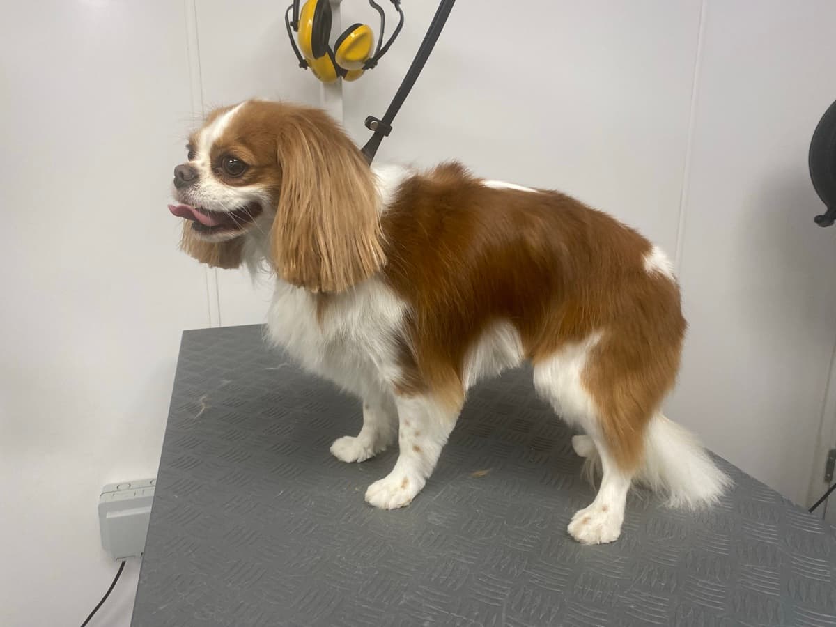 Cavalier King Charles after grooming
