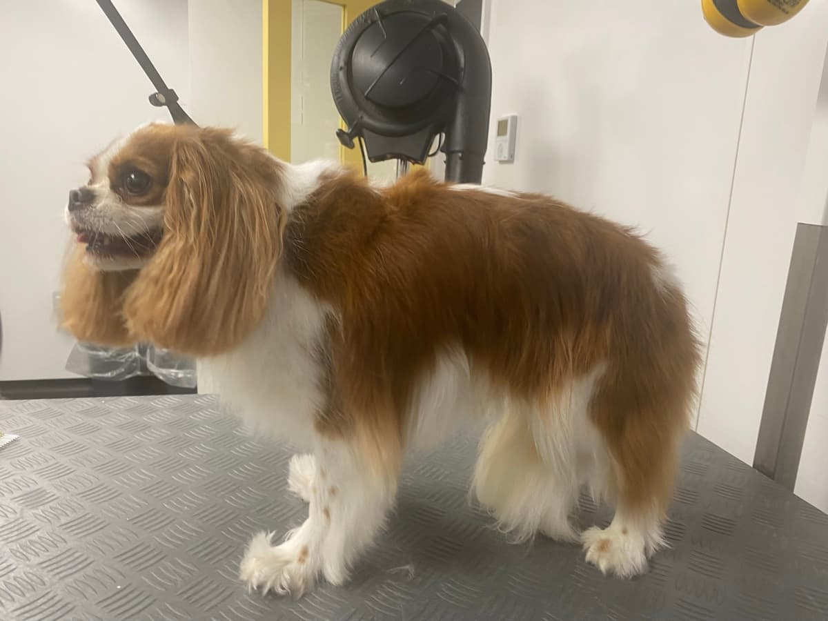 Cavalier King Charles before grooming