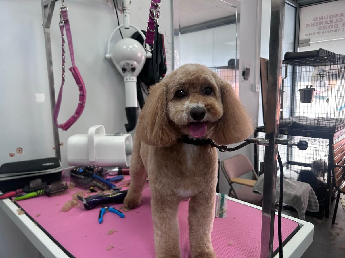 Cavapoo after grooming