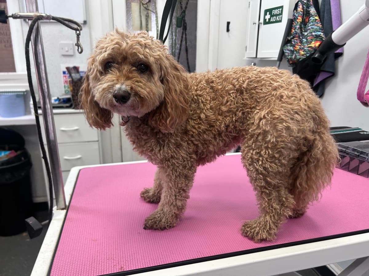Cavapoo before grooming