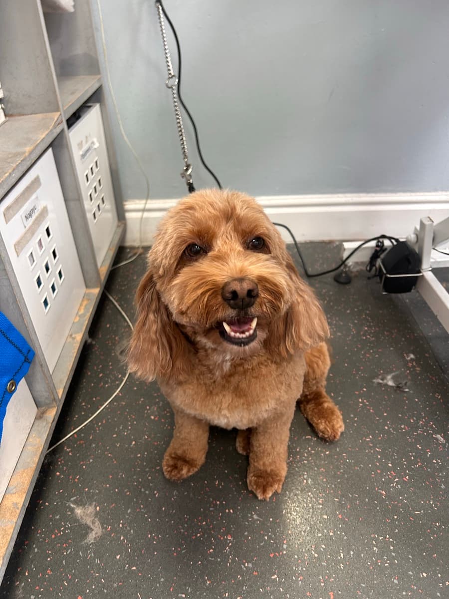 Cockapoo after grooming