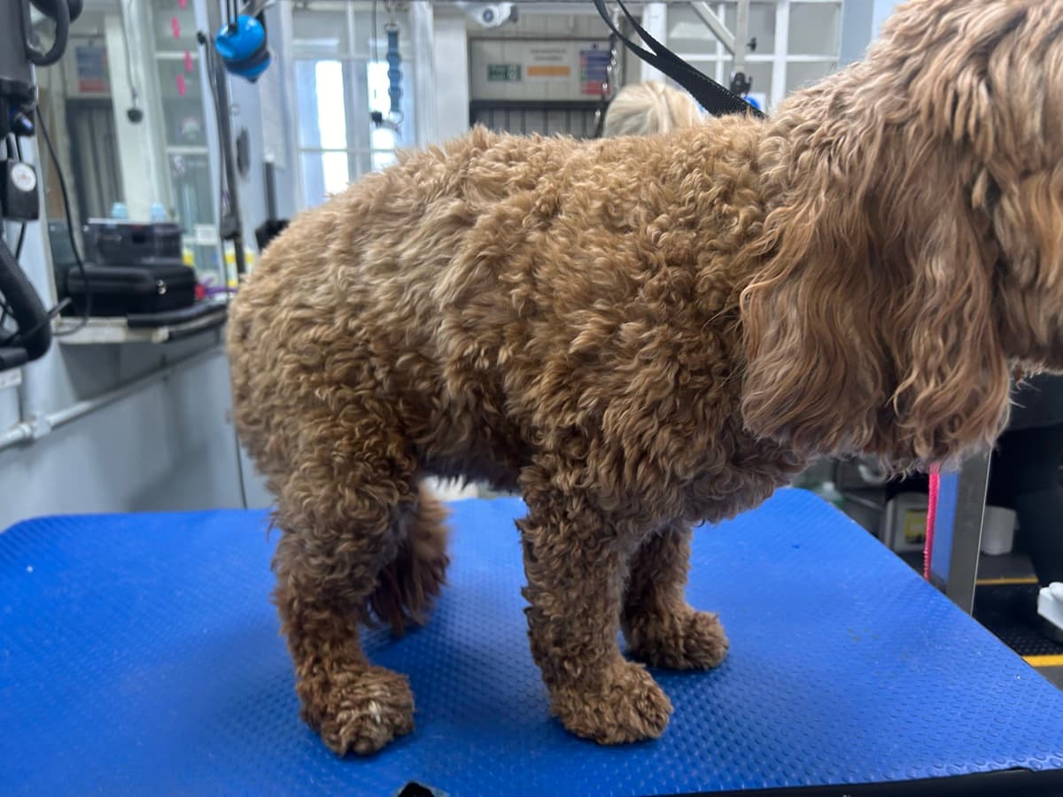Cockapoo before grooming
