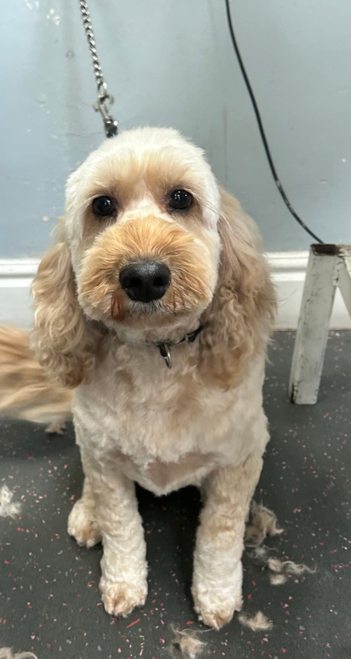Cockapoo after grooming