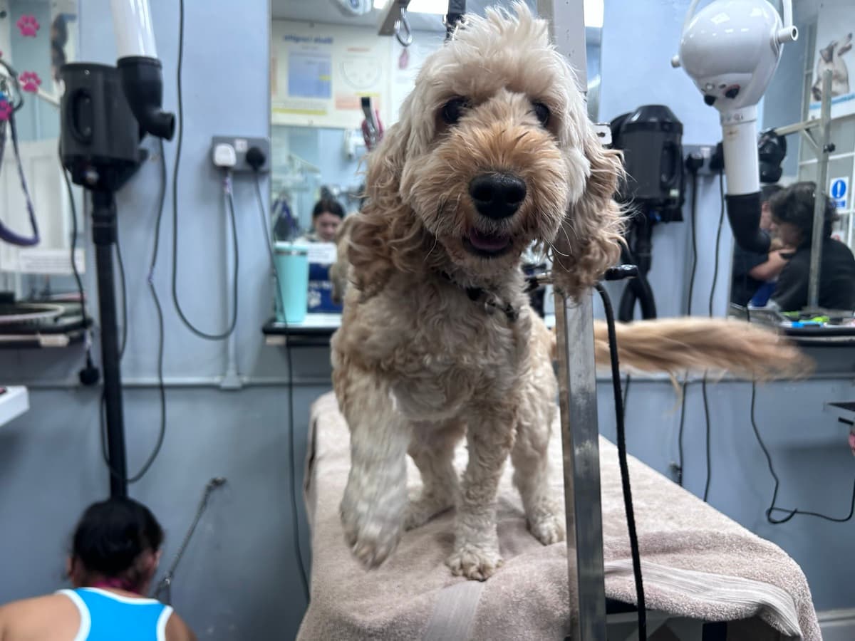 Cockapoo before grooming