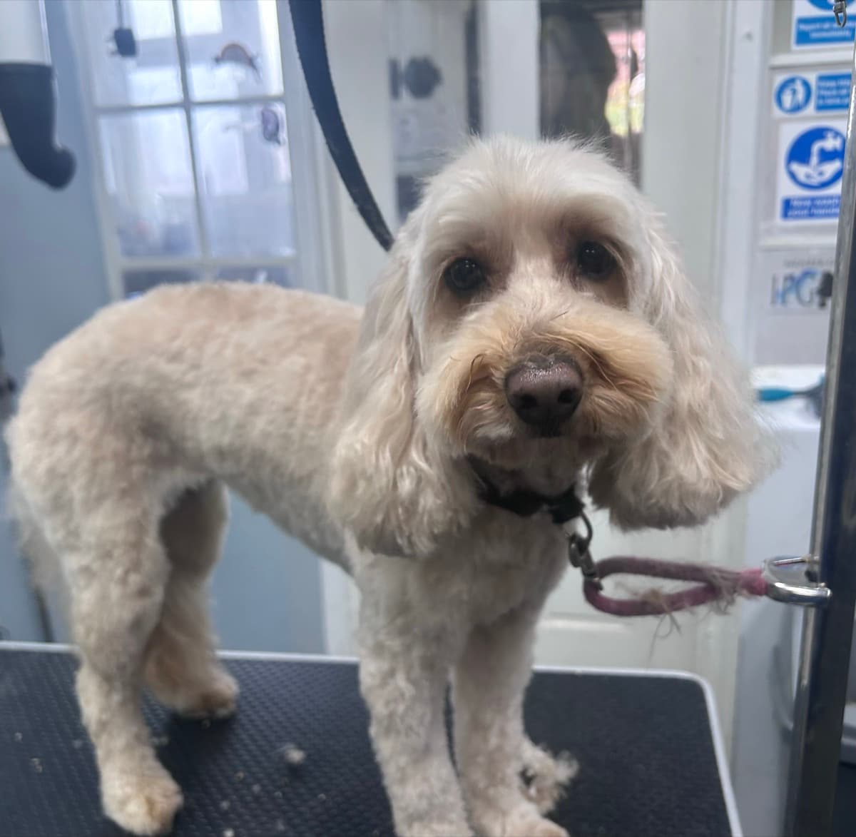 Cockapoo after grooming
