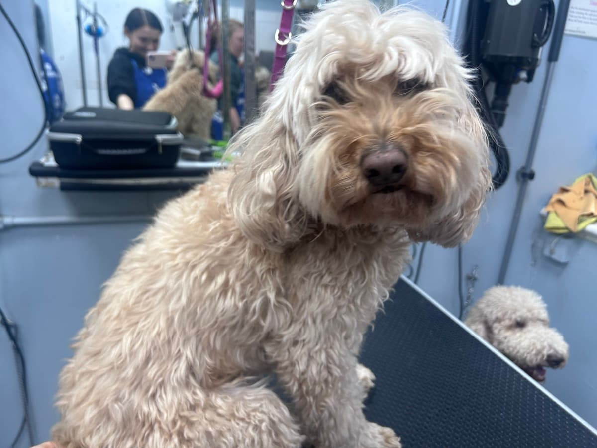 Cockapoo before grooming
