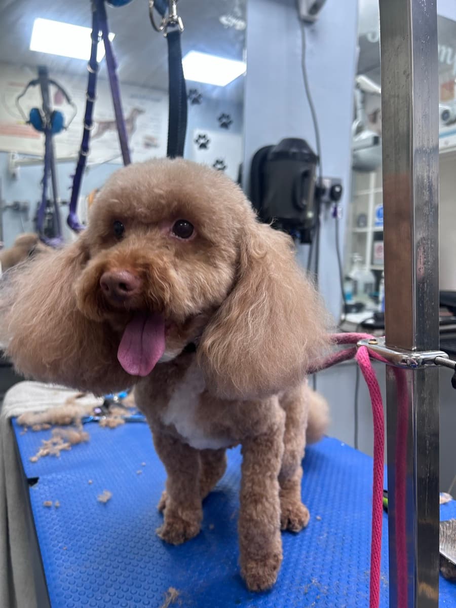 Cockapoo after grooming