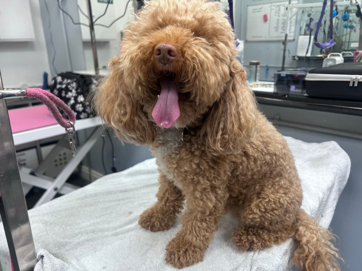 Cockapoo before grooming