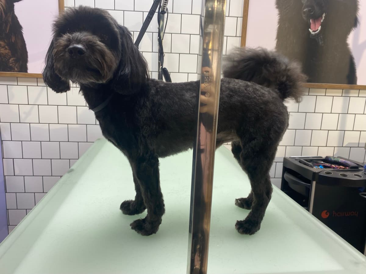 Cockapoo after grooming
