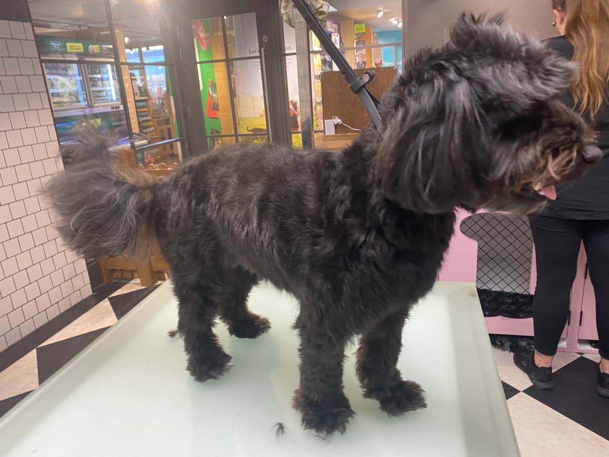 Cockapoo before grooming