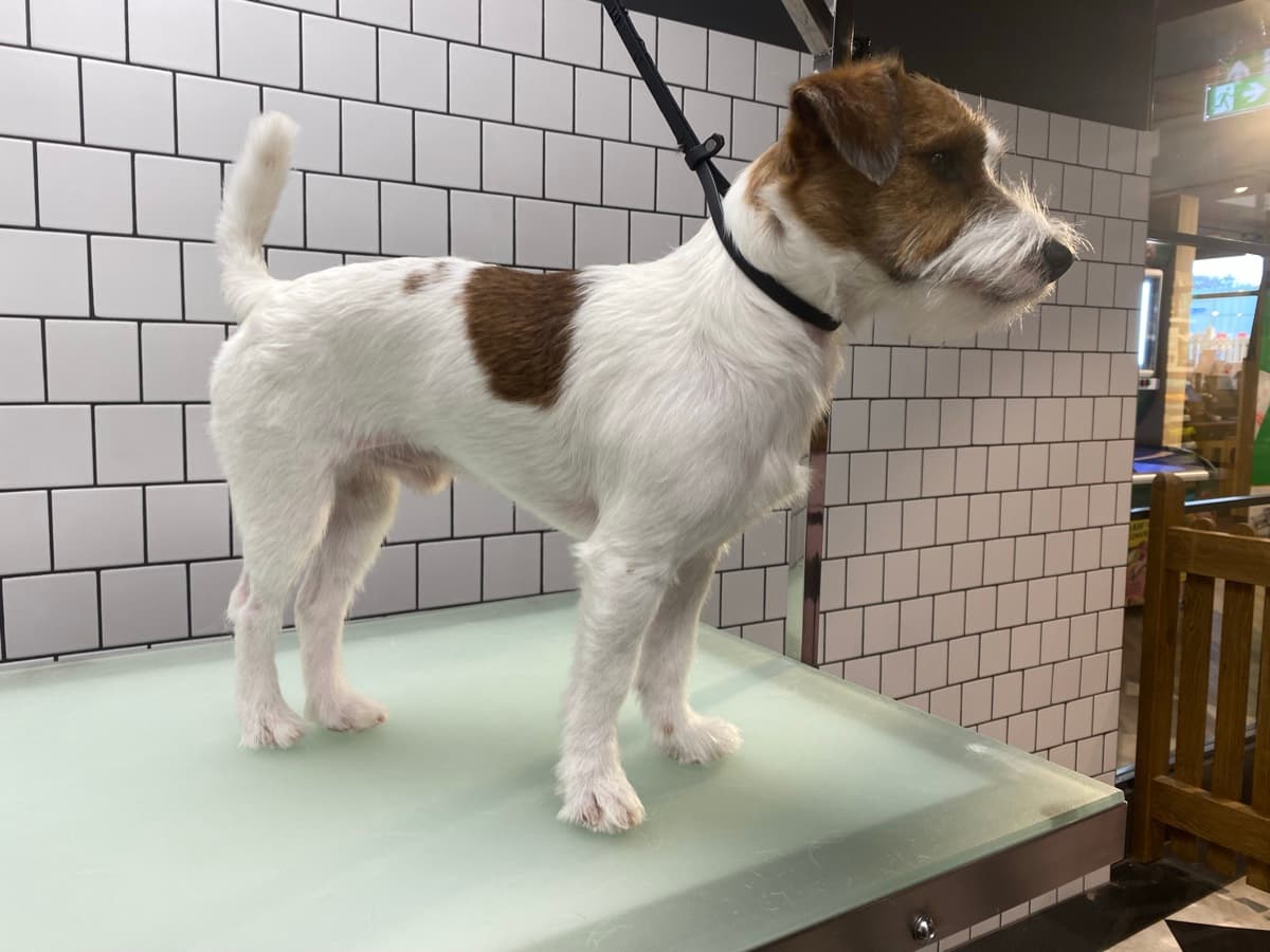 Jack Russell after grooming