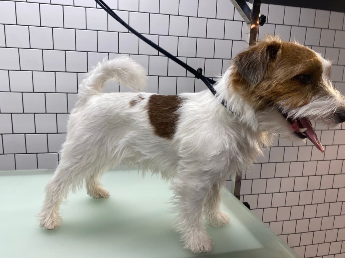 Jack Russell before grooming