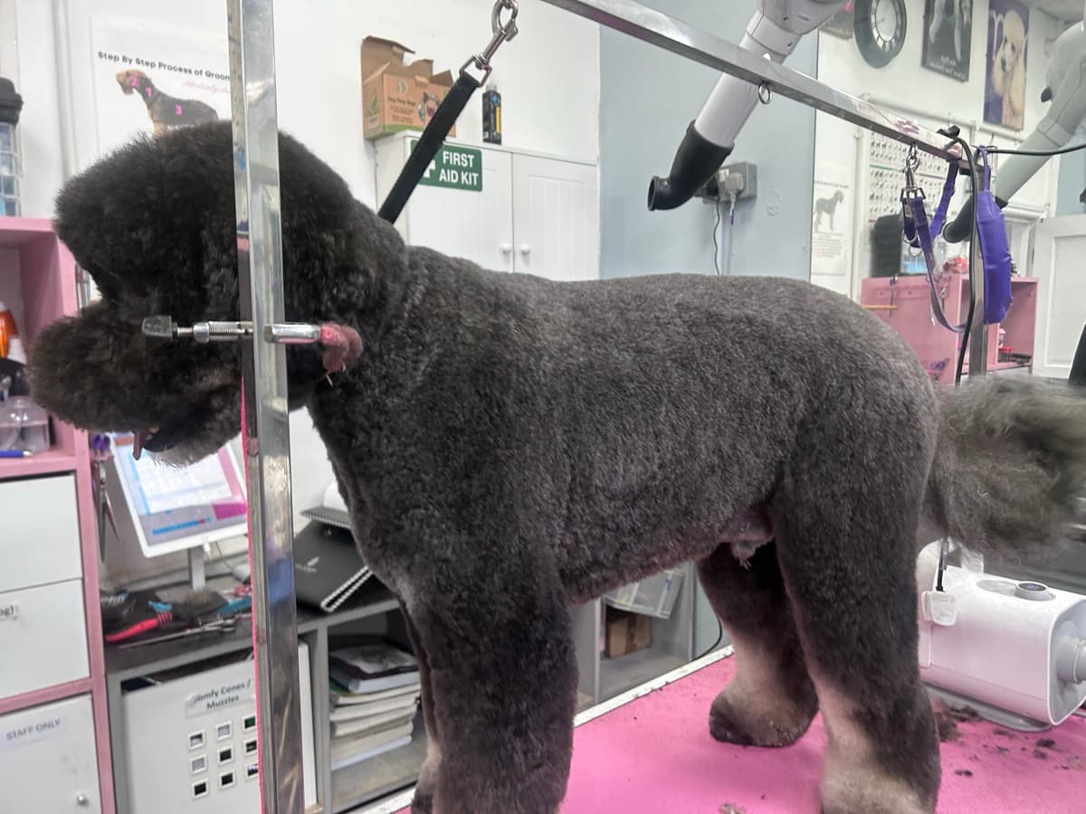 Labradoodle after grooming