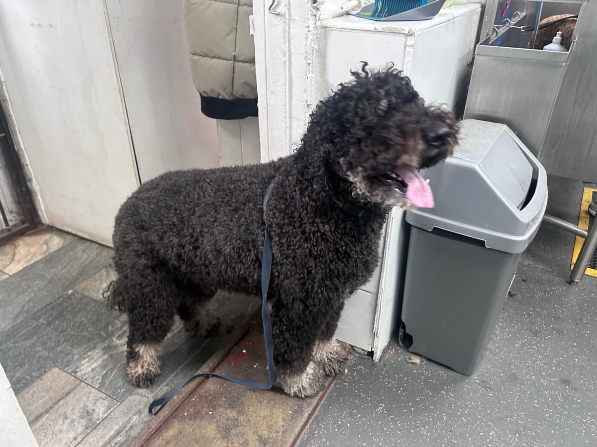 Labradoodle before grooming