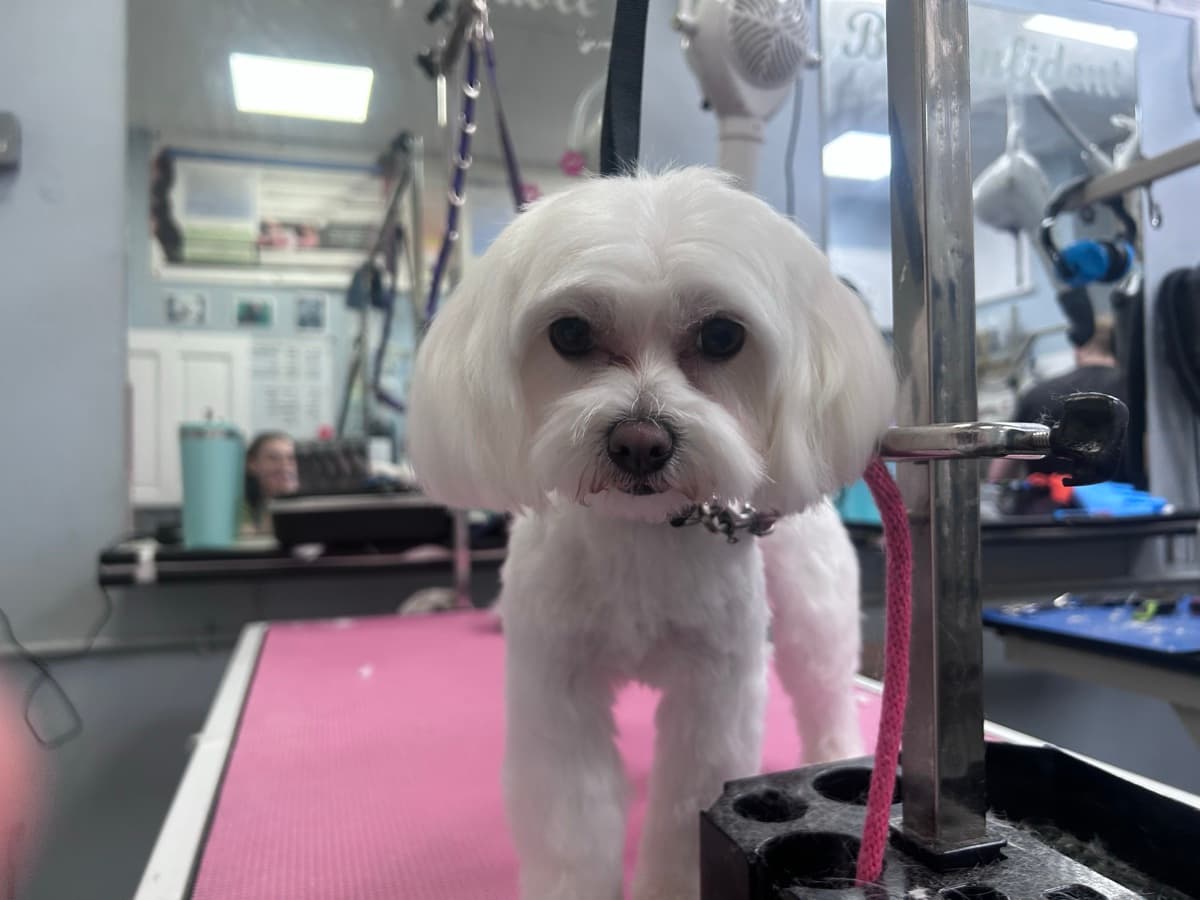 Maltese after grooming