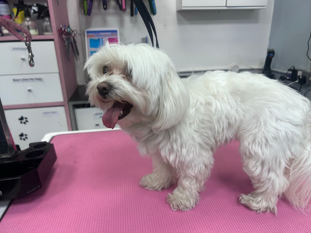 Maltese before grooming