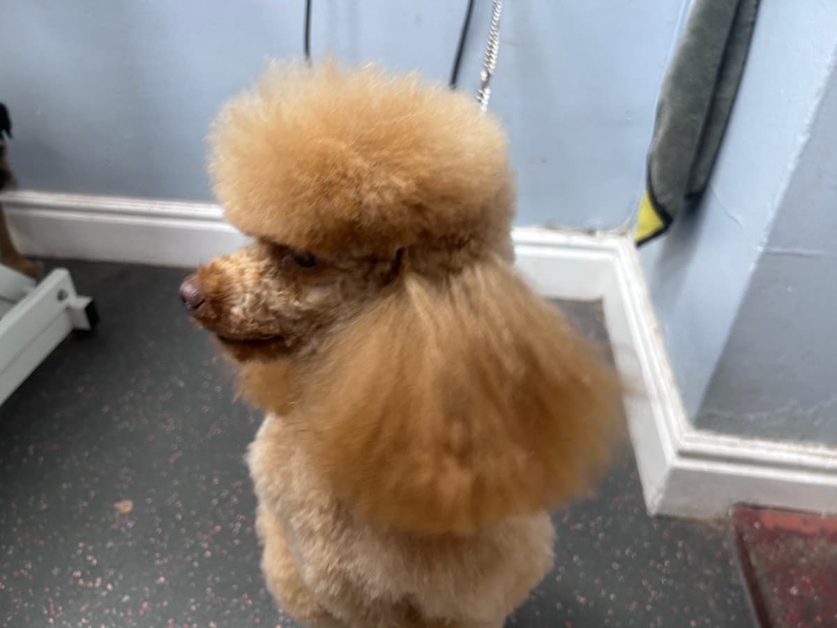 Poodle after grooming