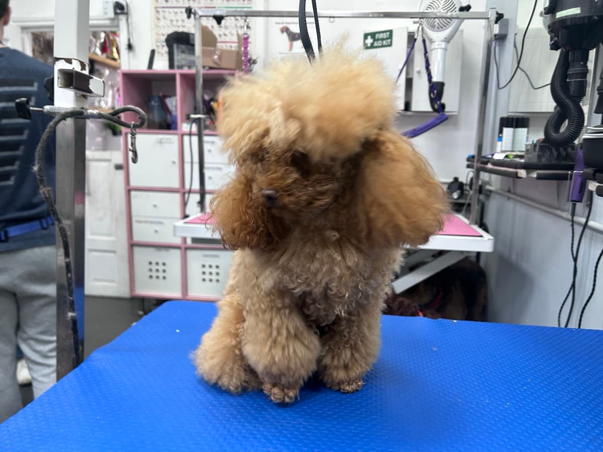 Poodle before grooming