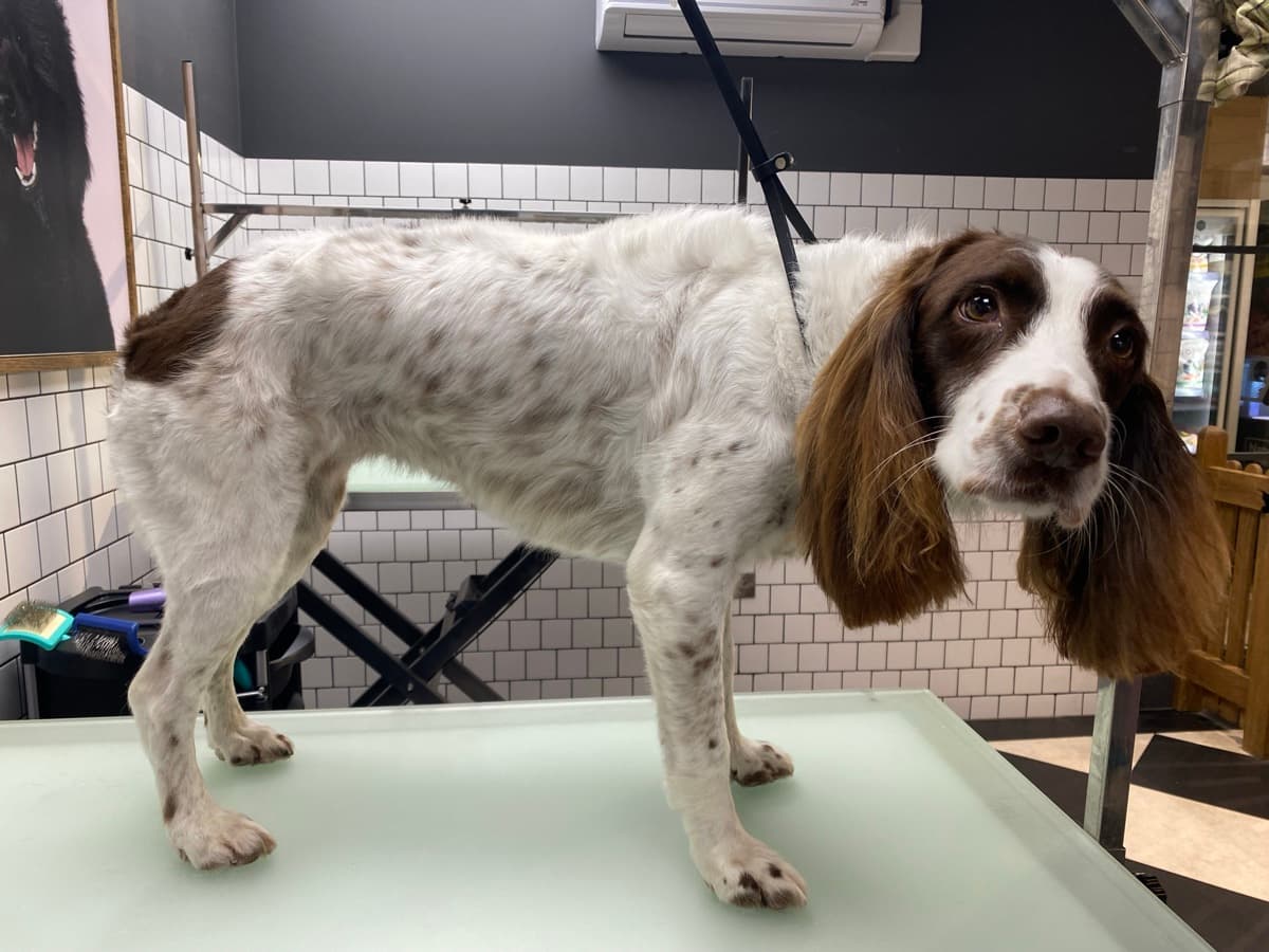 Spaniel after grooming