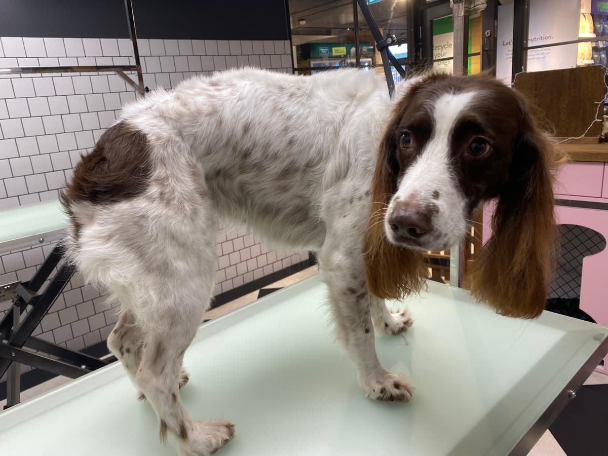 Spaniel before grooming