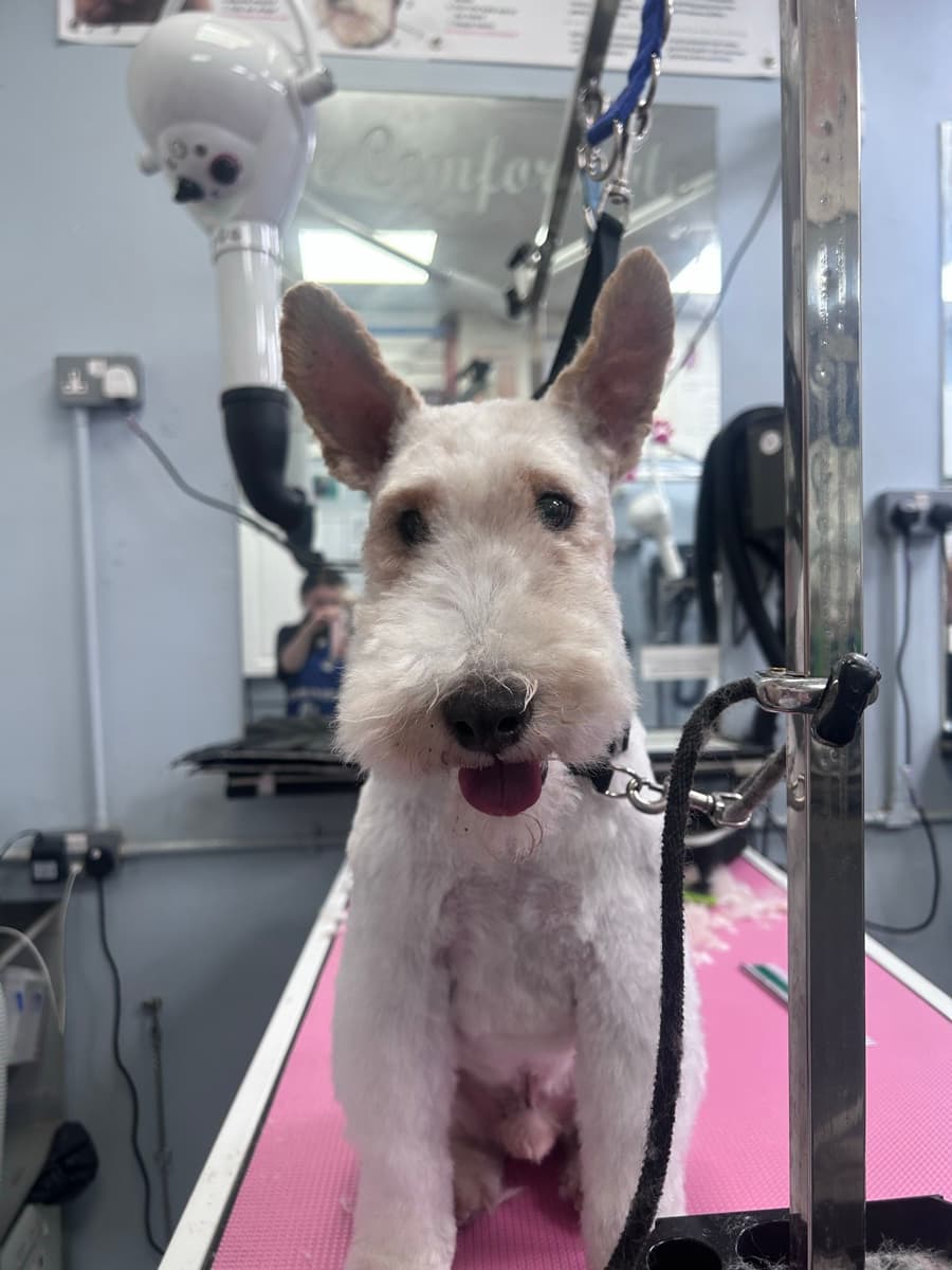 Wire Fox Terrier after grooming