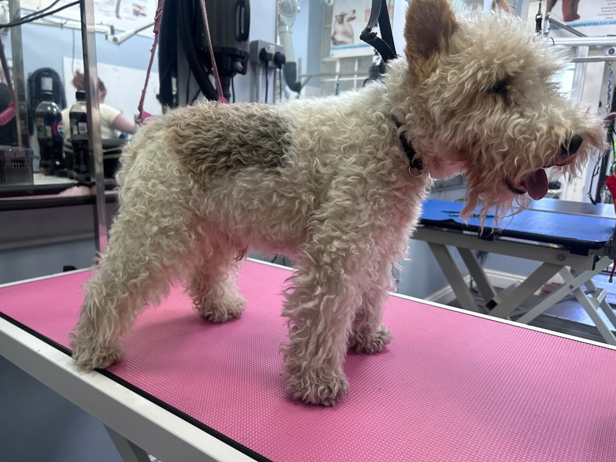 Wire Fox Terrier before grooming