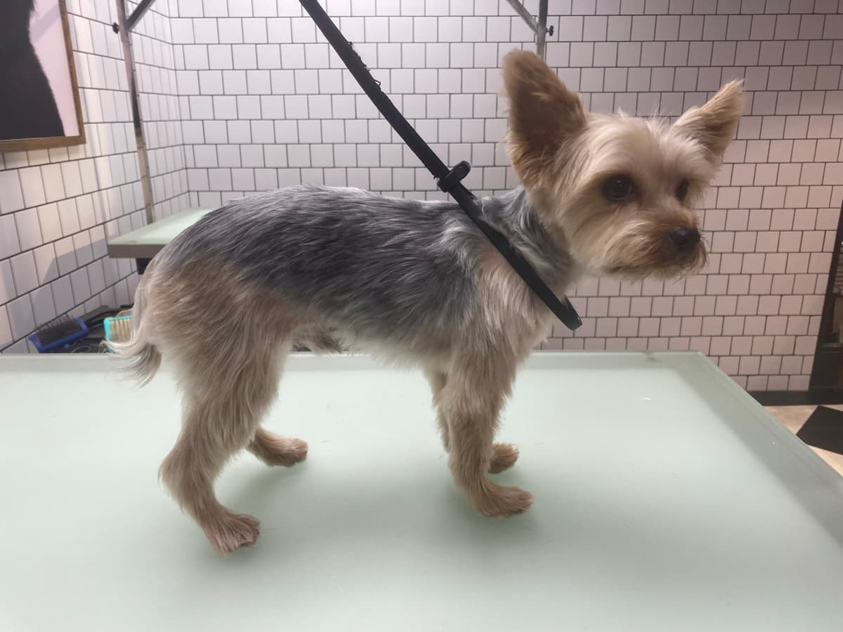 Yorkshire Terrier after grooming