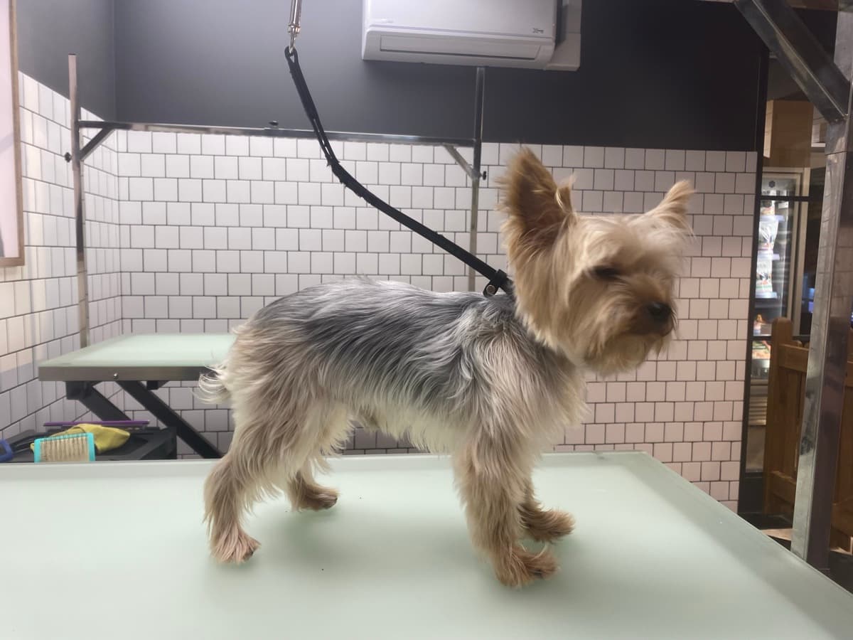 Yorkshire Terrier before grooming