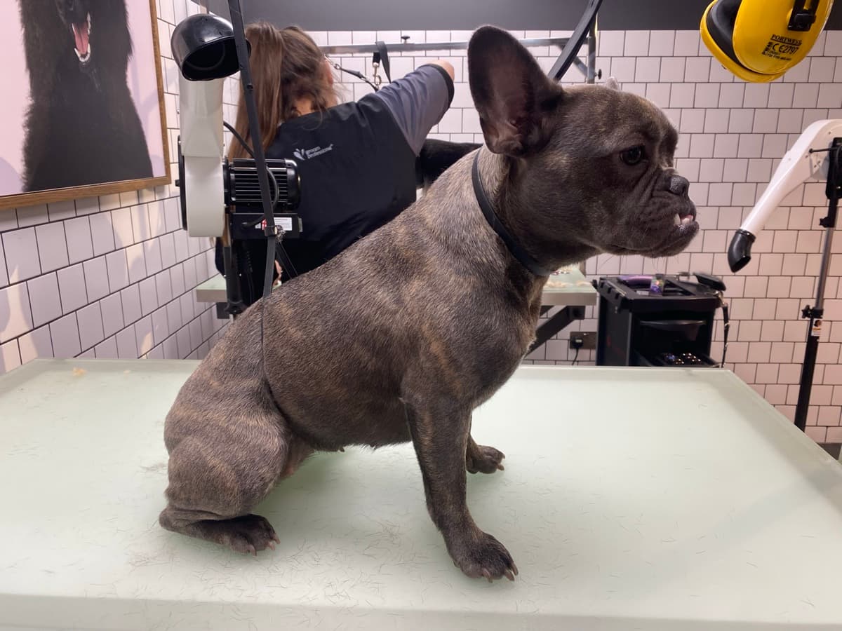 French Bulldog grooming showcase