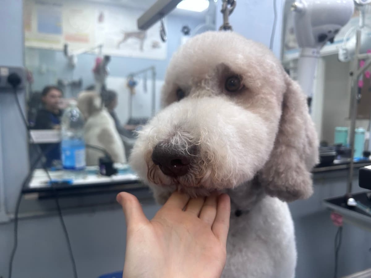 Labradoodle grooming showcase