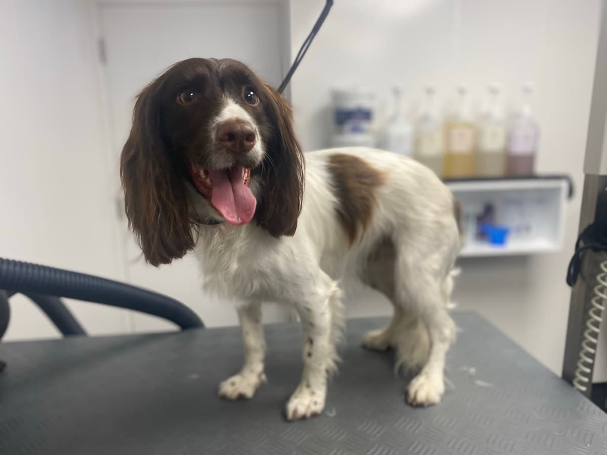 Spaniel grooming showcase