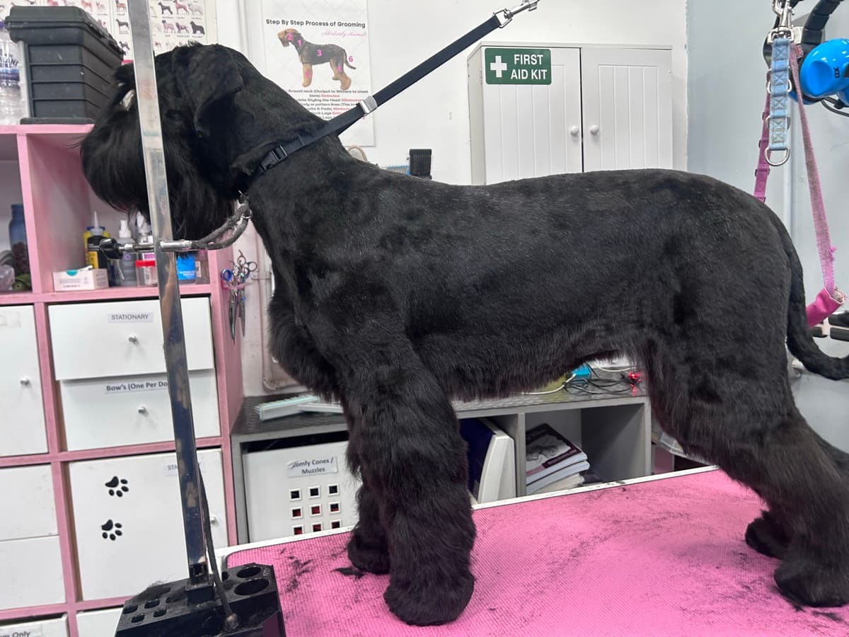Standard Schnauzer grooming showcase